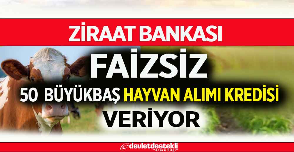 Ziraat Bankasından Sıfır Faizli 50 Büyükbaş Hayvan Alım Kredisi